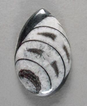 orthoceras