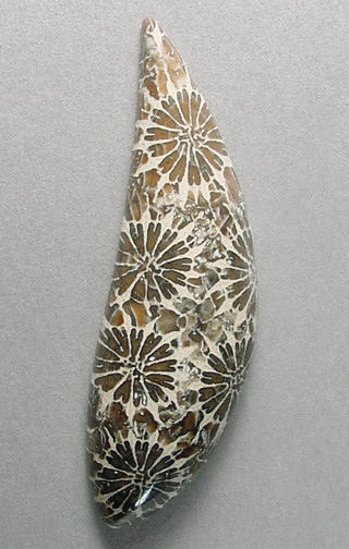 Coral