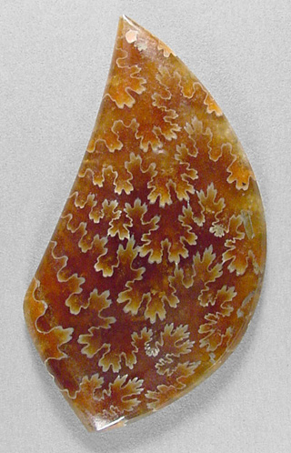 ammonite