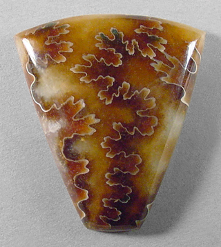 ammonite