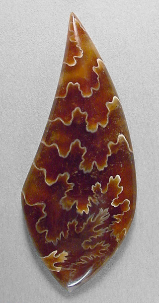ammonite