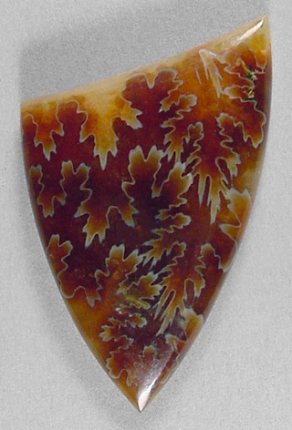 ammonite