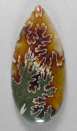 ammonite