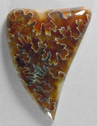 ammonite
