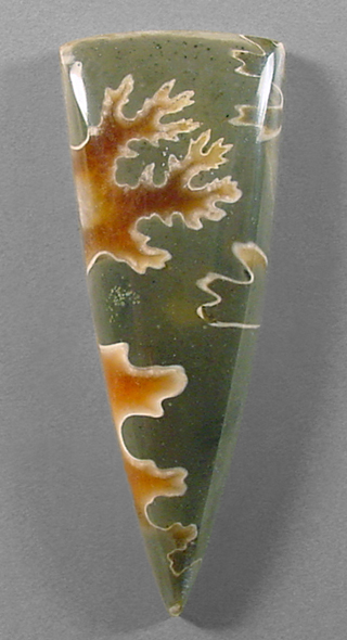 ammonite