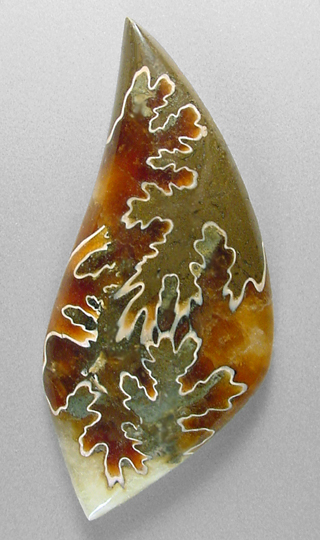 ammonite