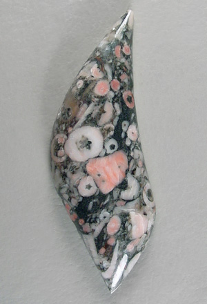 crinoid
