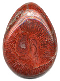 Red horn coral